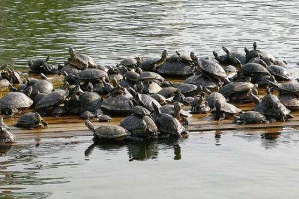 水鱼养殖方法与技术，水鱼是甲鱼吗