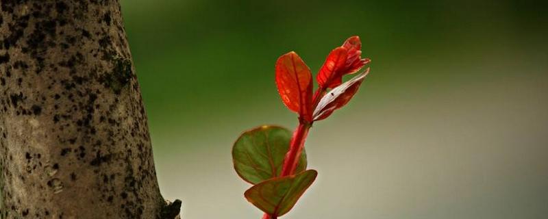 为什么紫薇苗迟迟不发芽,正确的育苗方法