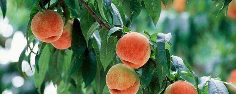 龙泉驿水蜜桃在哪里买,什么时候上市