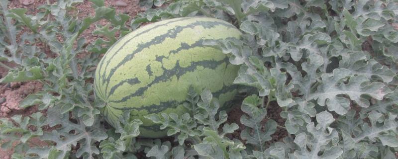 宁夏西瓜产地在哪里,与新疆西瓜有什么区别