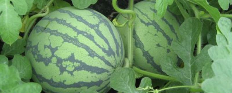 西瓜烂瓜怎么回事,怎么预防