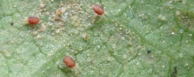 阿维螺螨酯使用注意事项,使用时间和方法