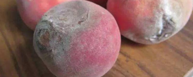 桃子快熟时烂打什么药,快熟时为什么烂