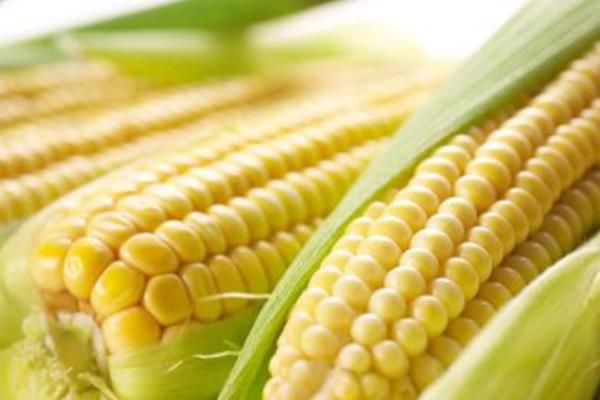 玉米的种类