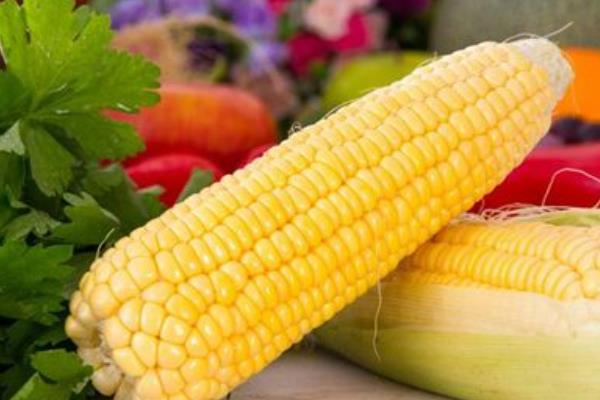玉米的种类