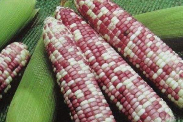 玉米的种类