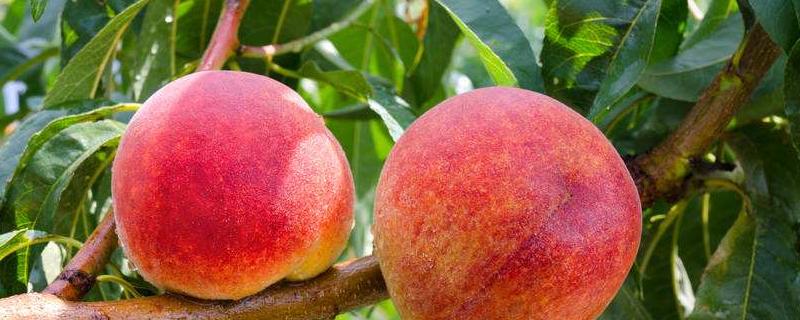 中桃十号什么时候成熟,品种介绍