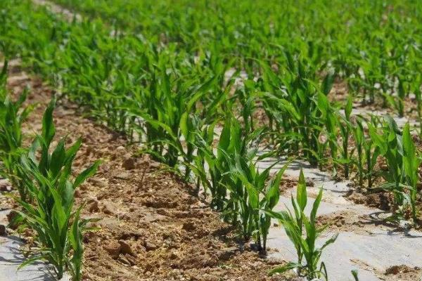玉米苗发黄是什么原因,怎么治疗