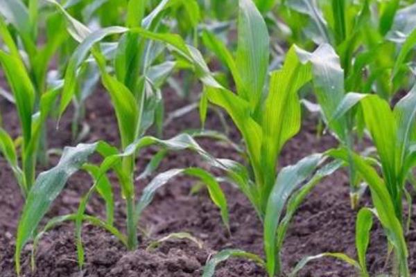 玉米苗发黄是什么原因,怎么治疗