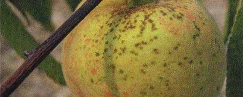 油桃长斑点怎么回事，还能吃吗