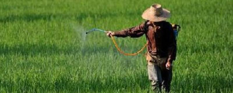 甲维盐氯氰可以打玉米吗,能杀哪些虫