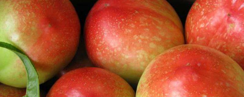 油桃表面光亮用什么药,表面出现花皮是什么原因