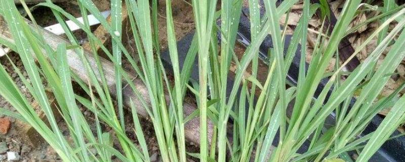 青稗有哪些特效药,青稗与稗草的区别