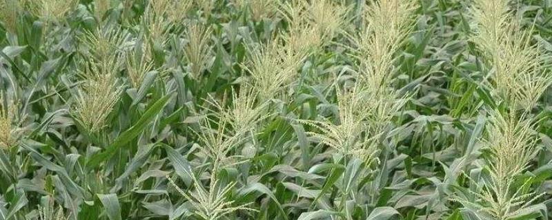 玉米提前抽雄的原因,提前抽雄怎么办