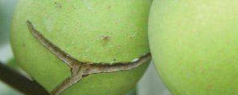 防裂果最有效的药，常见方法有哪些