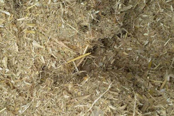 青储玉米秸秆饲料的制作方法