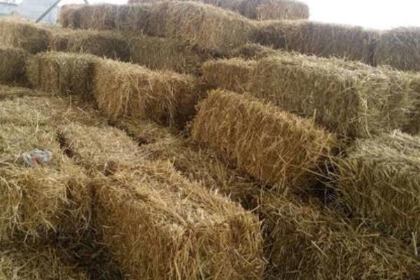 青储玉米秸秆饲料的制作方法