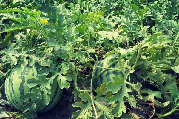 贵州山区适合种植什么