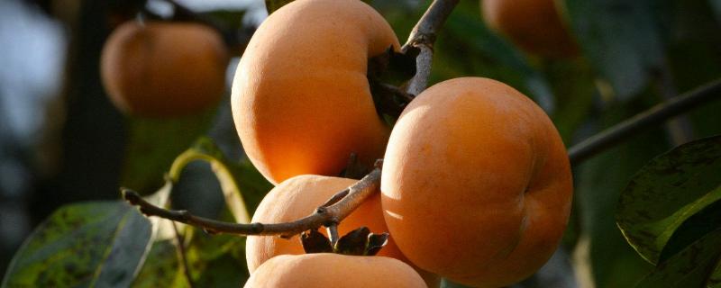 柿子上面有白斑用什么农药,是什么病?还能吃吗