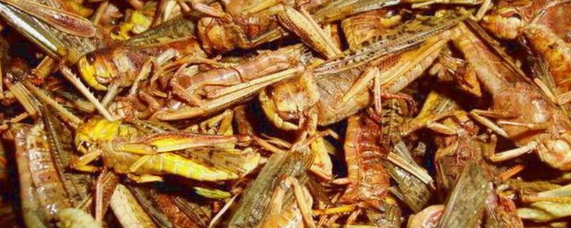 养蚂蚱一亩地几个大棚,附养殖方法