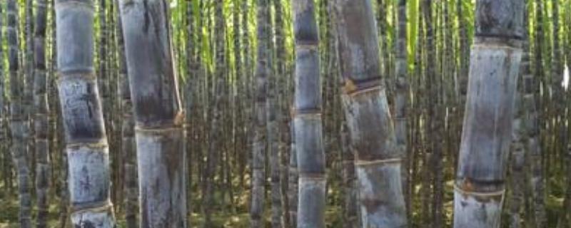 甘蔗裂口打什么药,是什么原因