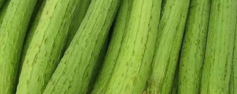 丝瓜裂果是什么原因,怎么处理