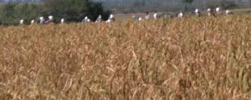 双谷一号谷子产量，多少天成熟