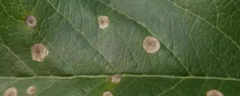 斑点落叶病特效药，是什么原因引起的