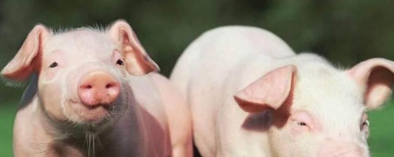 仔猪一般生后多少天补铁补硒,会导致腹泻吗