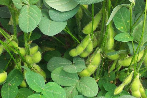 毛豆种植技术与时间,如何才能高产