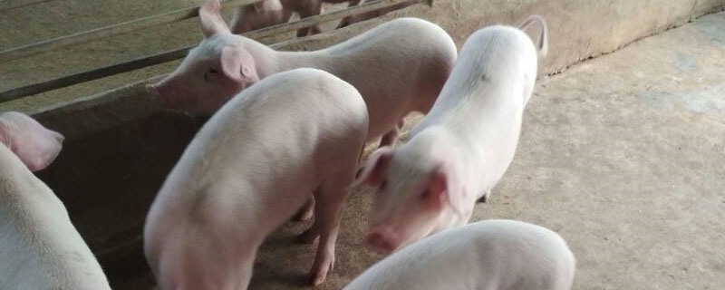 太湖母猪仔几个月能配种