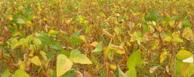 河南高产大豆品种介绍,亩产多少斤