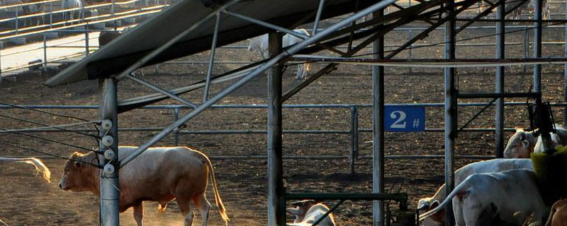 基本农田可以建养牛大棚吗