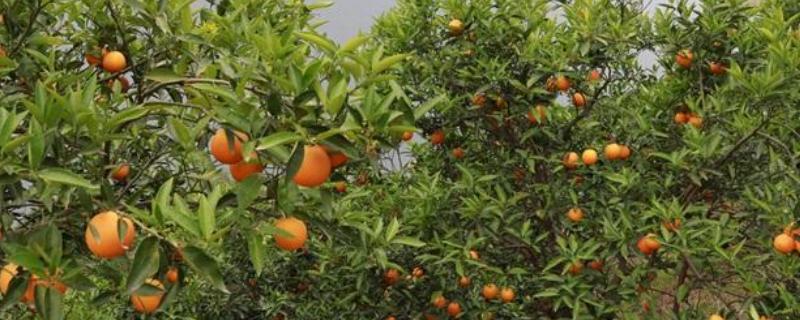 甲基硫菌灵治什么病,防治对象