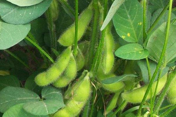 露天毛豆种植技术,种植适宜温度是多少