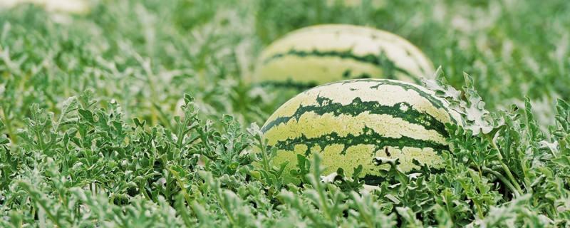 硒砂瓜什么时候上市,产地都在哪里