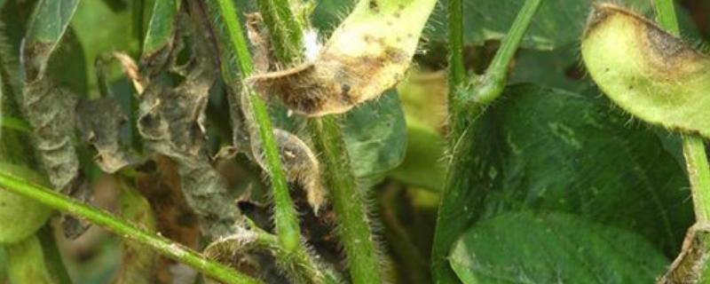 大豆根腐病症状和治疗方法,是什么原因造成的