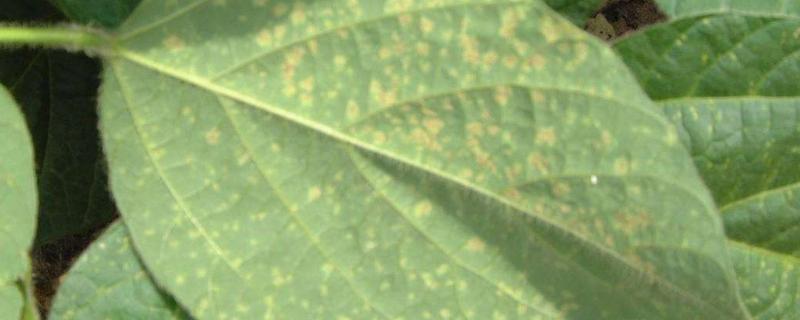 大豆病虫害有哪些,防治和用药