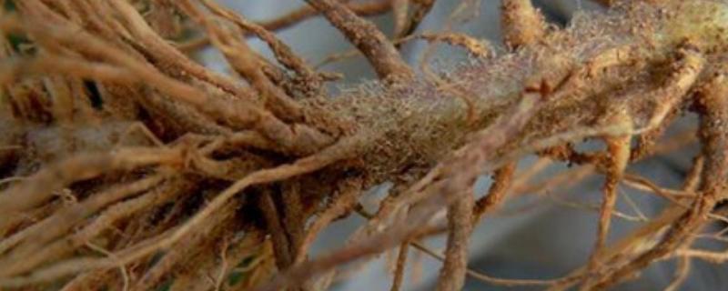 根腐病克星药,原因及防治方法