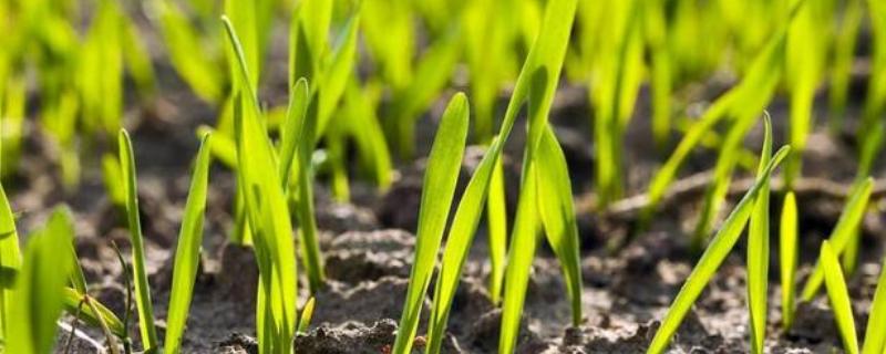 芸苔素多久喷一次，多久见效