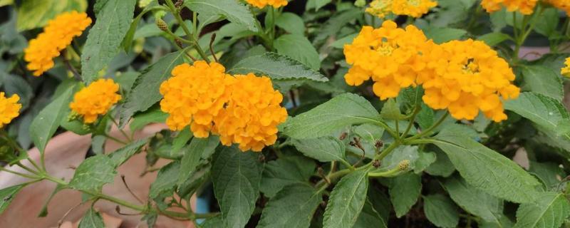 代森锰锌和甲基托布津的区别,可以混用吗