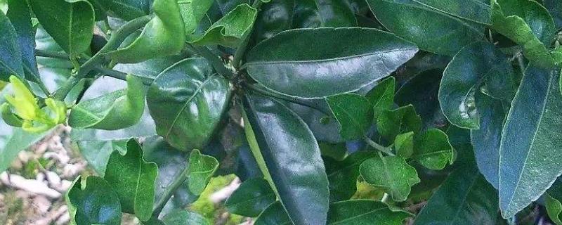 二甲灭草松主要杀什么草,与灭草松区别