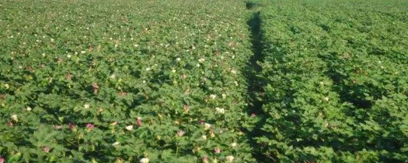 喷施甲哌鎓几天有效果，对水稻有什么作用