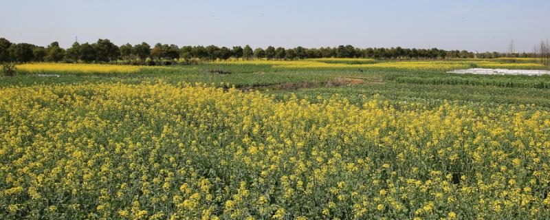 硕丰481芸苔素的作用，附使用说明