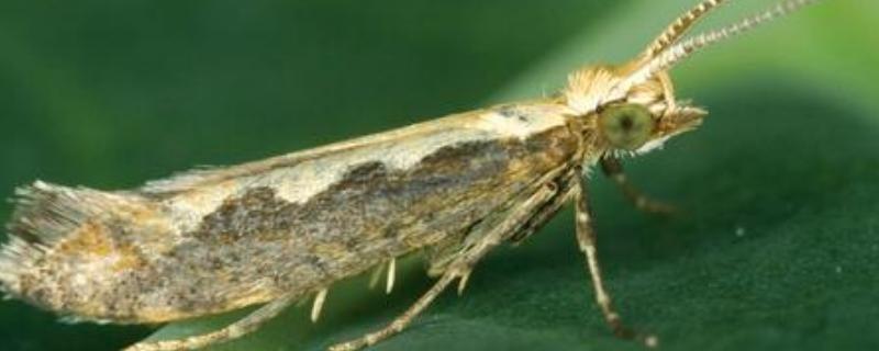 甲维高氯氟打什么虫,能打蔬菜吗