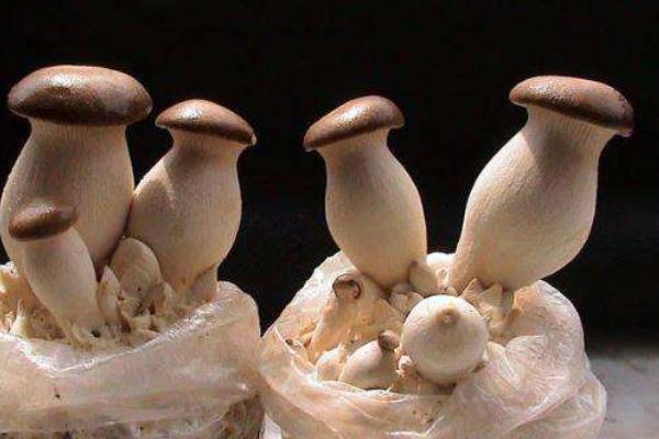 杏鲍菇栽培技术