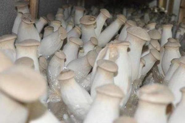 杏鲍菇栽培技术