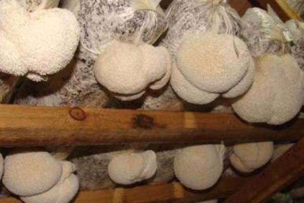 猴头菇种植技术与管理