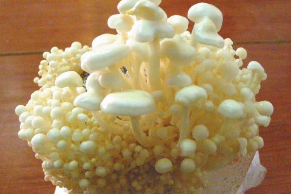 金针菇二次种植方法