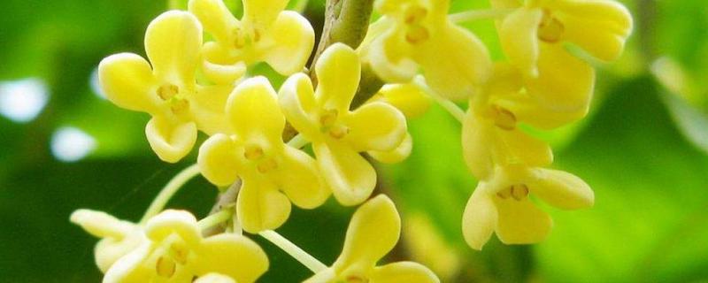 桂花树可以施复合肥吗,用什么肥料好